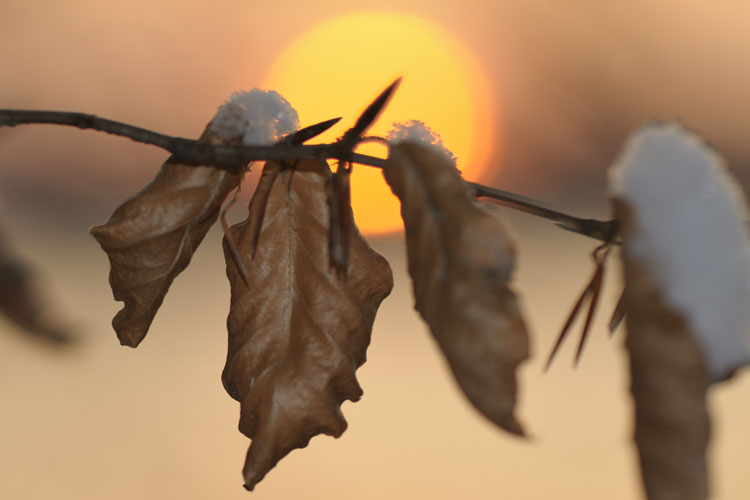 Sonne hinter Blättern